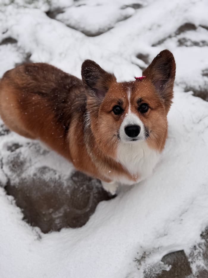 Emily's dog Bonnie