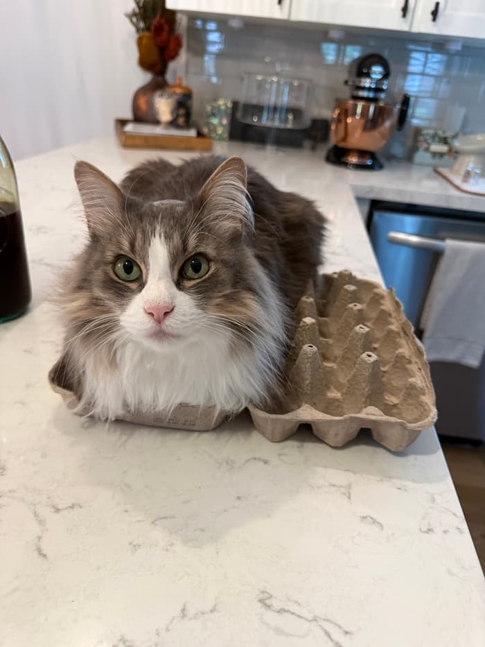 Emily's cat Moo