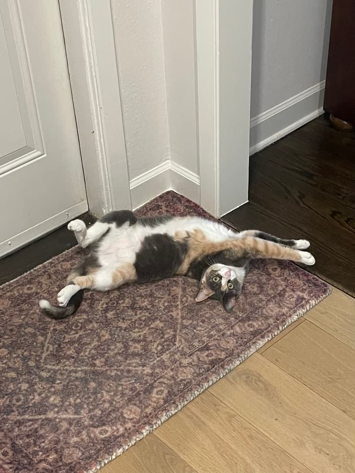 Emily's cat Peanut